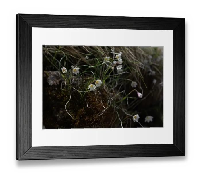 Framed Print : Snowdon lily (Gagea serotina) in flower, Switzerland. June Framed Print : Snowdon lily (Gagea serotina) in flower, Switzerland. June