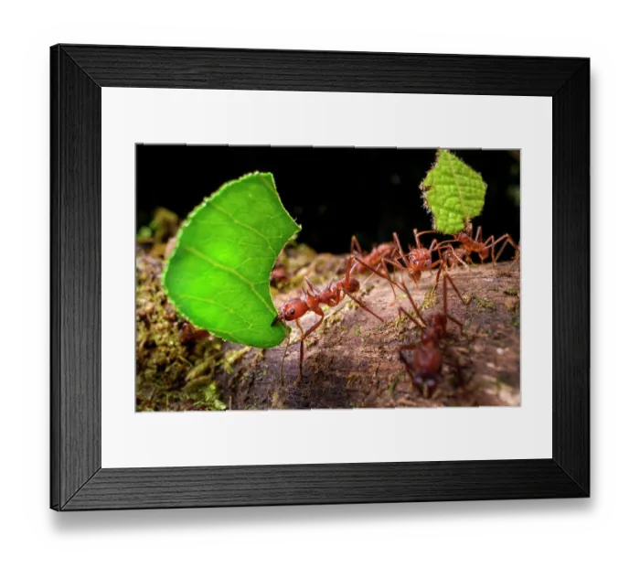 Framed Print : Leaf-cutter ants (Atta sp. or Acromyrmex sp.) carrying leaf fragments to the colony in lowland rainforest, Piedras Blancas National Park, near Osa Peninsula, Costa Rica Framed Print : Leaf-cutter ants (Atta sp. or Acromyrmex sp.) carrying leaf fragments to the colony in lowland rainforest, Piedras Blancas National Park, near Osa Peninsula, Costa Rica