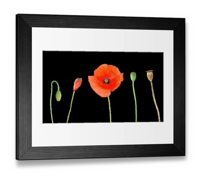 Framed Print : Common poppy (Papaver rhoeas) in different stages of development, Devon, UK. July. Composite image Framed Print : Common poppy (Papaver rhoeas) in different stages of development, Devon, UK. July. Composite image
