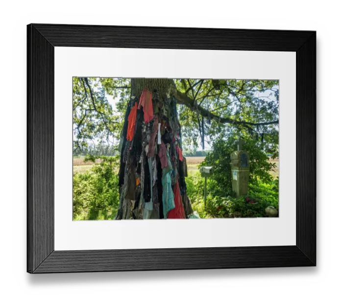 Framed Print : Old clothes hanging from the Chene a clous / nail tree of Herchies, a healing oak for curing skin diseases, near Jurbise, Hainaut, Wallonia, Belgium. September, 2023 Framed Print : Old clothes hanging from the Chene a clous / nail tree of Herchies, a healing oak for curing skin diseases, near Jurbise, Hainaut, Wallonia, Belgium. September, 2023