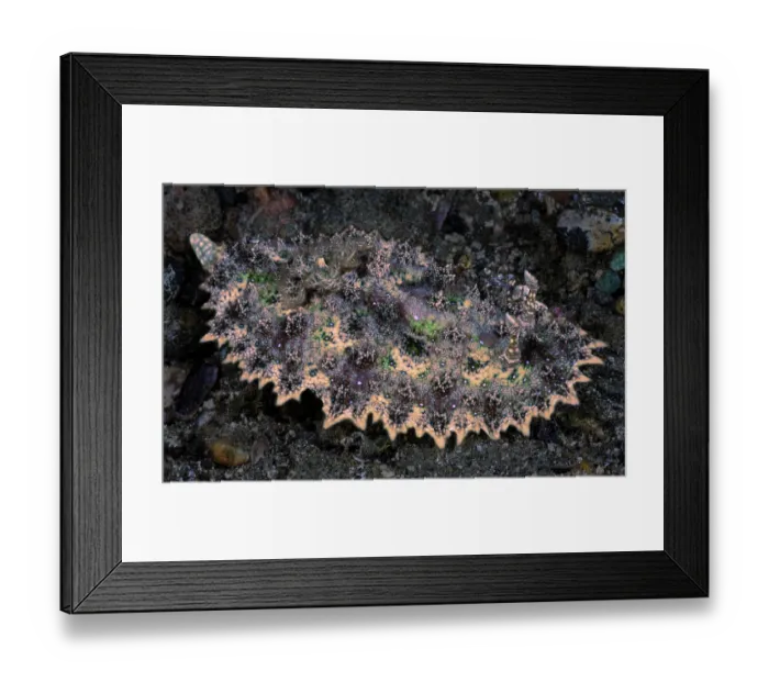 Framed Print : Chromodorid nudibranch (Miamira miamirana) resting on seabed, Ambon, Indonesia, Pacific Ocean Framed Print : Chromodorid nudibranch (Miamira miamirana) resting on seabed, Ambon, Indonesia, Pacific Ocean