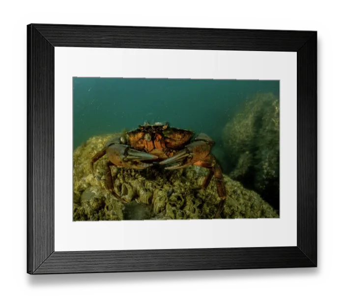 Framed Print : Invasive European green crabs (Carcinus maenas) uproot important seagrass and can out-compete native crab species. Sooke, Vancouver Island, British Columbia, Canada Framed Print : Invasive European green crabs (Carcinus maenas) uproot important seagrass and can out-compete native crab species. Sooke, Vancouver Island, British Columbia, Canada