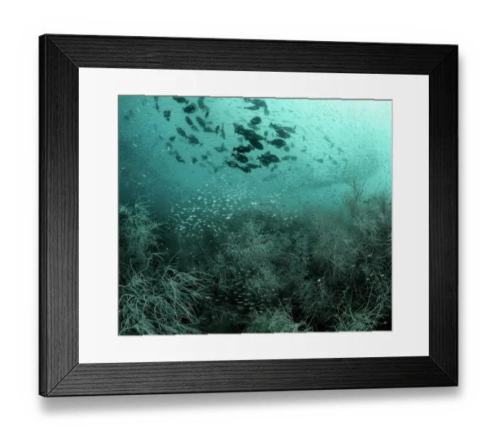 Framed Print : Black coral (Antipatharia) forest with Surgeonfish (Acanthuridae), Cardinalfish (Apogonidae) and schooling Sweepers (Pempheridae), Triton Bay, West Papua, Indonesia, Pacific Ocean Framed Print : Black coral (Antipatharia) forest with Surgeonfish (Acanthuridae), Cardinalfish (Apogonidae) and schooling Sweepers (Pempheridae), Triton Bay, West Papua, Indonesia, Pacific Ocean