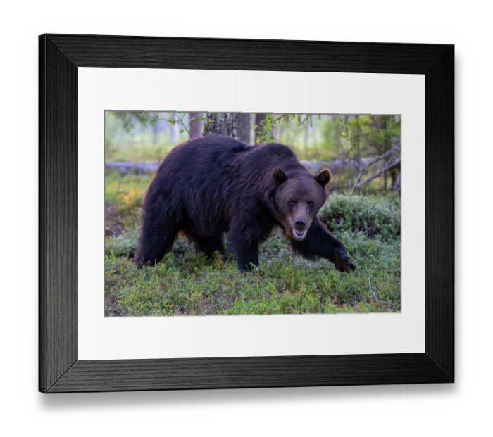 Framed Print : RF - Eurasian brown bear (Ursus arctos) walking through forest, Kuikka camp, Kuhmo, Finland. August. (This image may be licensed either as rights managed or royalty free.) Framed Print : RF - Eurasian brown bear (Ursus arctos) walking through forest, Kuikka camp, Kuhmo, Finland. August. (This image may be licensed either as rights managed or royalty free.)