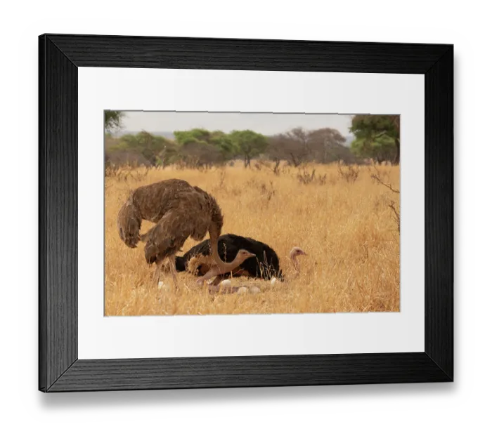 Framed Print : Masai ostriches (Struthio camelus massaicus) pair at nest, incubation changeover, male to female, Tarangire National Park Tanzania Framed Print : Masai ostriches (Struthio camelus massaicus) pair at nest, incubation changeover, male to female, Tarangire National Park Tanzania