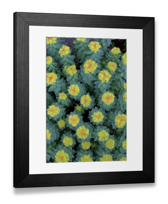 Framed Print : Roseroot (Rhodiola rosea) in flower, Iceland. June Framed Print : Roseroot (Rhodiola rosea) in flower, Iceland. June