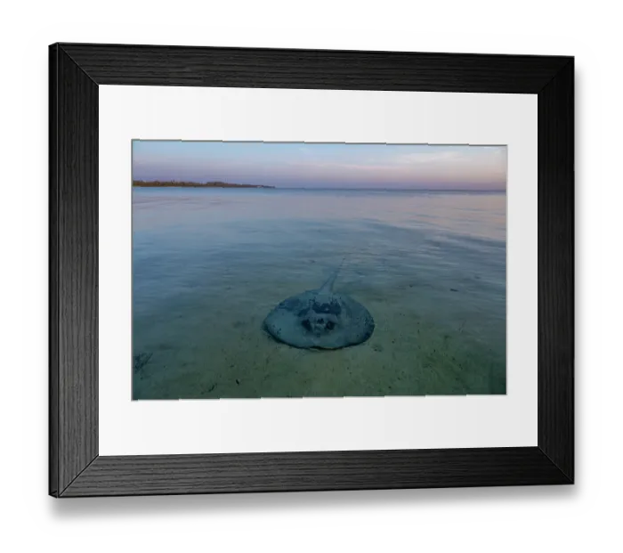 Framed Print : Chupare stingray (Styracura schmardae) resting on a sand flat in shallow water, Eleuthera, Bahamas, Caribbean Sea. Endangered