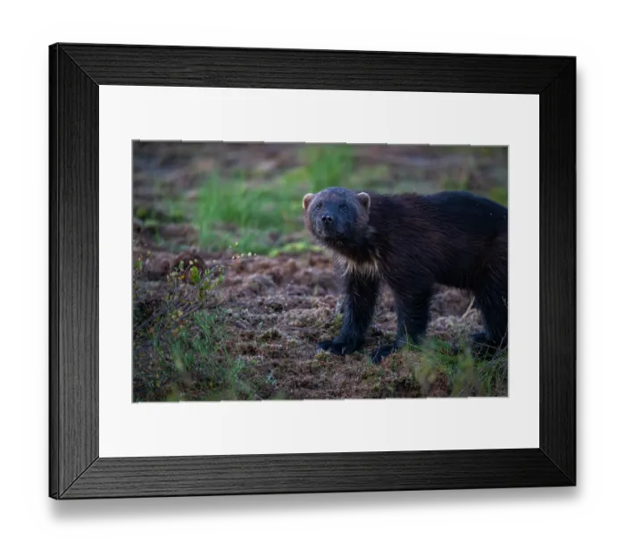 Framed Print : RF - Wolverine (Gulo gulo) portrait, Kuikka camp, Kuhmo, Finland. August. (This image may be licensed either as rights managed or royalty free.) Framed Print : RF - Wolverine (Gulo gulo) portrait, Kuikka camp, Kuhmo, Finland. August. (This image may be licensed either as rights managed or royalty free.)