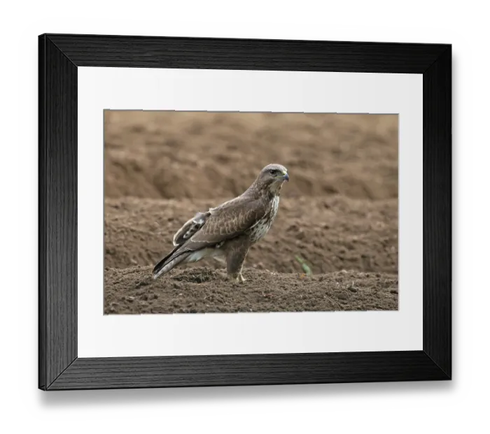 Framed Print : Common buzzard (Buteo buteo) portrait, Norfolk, England, UK. April Framed Print : Common buzzard (Buteo buteo) portrait, Norfolk, England, UK. April