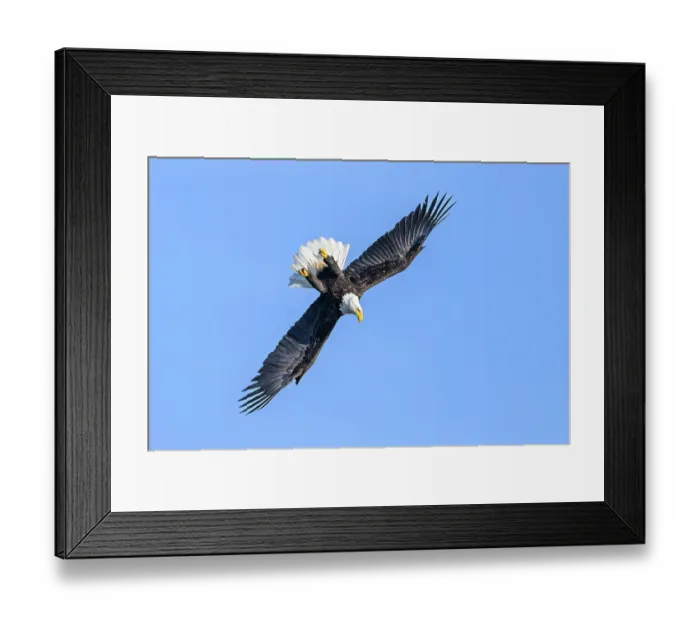 Framed Print : Bald eagle (Haliaeetus leucocephalus) in flight, swooping down over Sitka Sound, Sitka, Alaska, USA Framed Print : Bald eagle (Haliaeetus leucocephalus) in flight, swooping down over Sitka Sound, Sitka, Alaska, USA