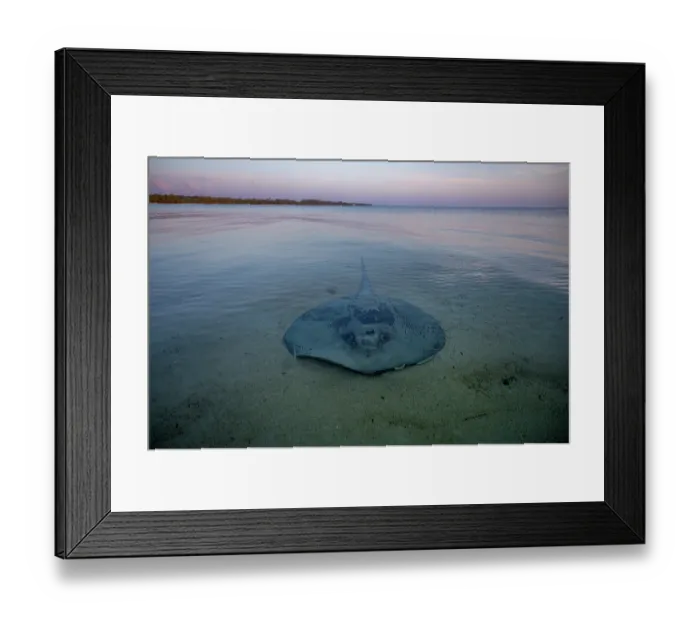 Framed Print : Chupare stingray (Styracura schmardae) resting on a sand flat in shallow water, Eleuthera, Bahamas, Caribbean Sea. Endangered Framed Print : Chupare stingray (Styracura schmardae) resting on a sand flat in shallow water, Eleuthera, Bahamas, Caribbean Sea. Endangered