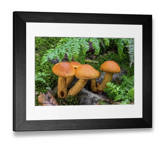 Framed Print : Spectacular rustgill mushrooms (Gymnopilus junonius) growing in forest in autumn, Flanders, Belgium. October Framed Print : Spectacular rustgill mushrooms (Gymnopilus junonius) growing in forest in autumn, Flanders, Belgium. October