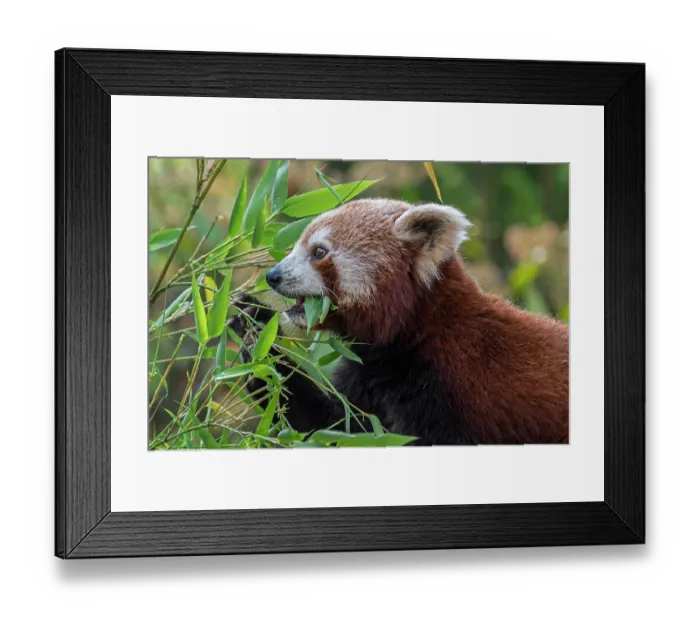 Framed Print : Red panda (Ailurus fulgens) eating bamboo. Captive, occurs in eastern Himalayas and southwestern China. Endangered Framed Print : Red panda (Ailurus fulgens) eating bamboo. Captive, occurs in eastern Himalayas and southwestern China. Endangered