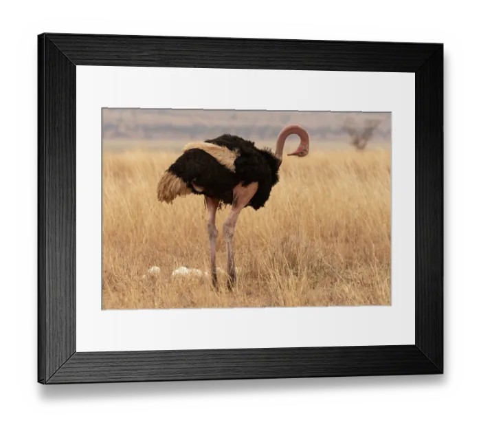 Framed Print : Masai ostrich (Struthio camelus massaicus) standing near eggs in nest, preening, Tarangire National Park, Tanzania Framed Print : Masai ostrich (Struthio camelus massaicus) standing near eggs in nest, preening, Tarangire National Park, Tanzania