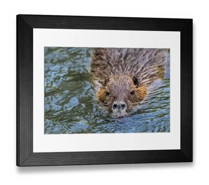 Framed Print : Coypu (Myocastor coypus) swimming in pond, invasive rodent in Europe, native to South America, La Brenne, Indre, France. June Framed Print : Coypu (Myocastor coypus) swimming in pond, invasive rodent in Europe, native to South America, La Brenne, Indre, France. June
