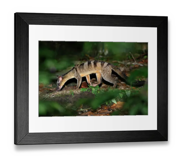 Framed Print : Banded civet (Hemigalus derbyanus) juvenile male, foraging in leaf-litter at night in lowland rainforest, Danum Valley, Sabah, Borneo Framed Print : Banded civet (Hemigalus derbyanus) juvenile male, foraging in leaf-litter at night in lowland rainforest, Danum Valley, Sabah, Borneo