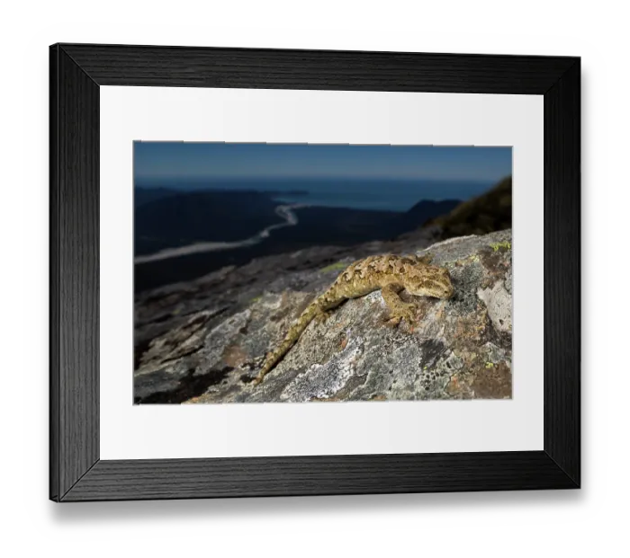 Framed Print : Cascade gecko (Mokopirirakau 'Cascades') female, resting on rock on mountainside, Haast Range, West Coast, New Zealand Framed Print : Cascade gecko (Mokopirirakau 'Cascades') female, resting on rock on mountainside, Haast Range, West Coast, New Zealand