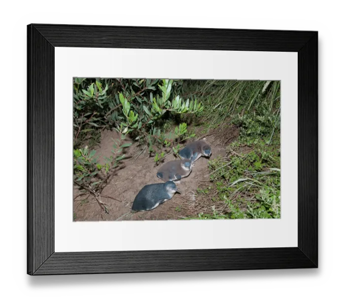 Framed Print : Three Fairy penguins (Eudyptula minor), adult with two large chicks, resting at nesting burrow at night, Neck Game Reserve, Bruny Island, Tasmania, Australia Framed Print : Three Fairy penguins (Eudyptula minor), adult with two large chicks, resting at nesting burrow at night, Neck Game Reserve, Bruny Island, Tasmania, Australia