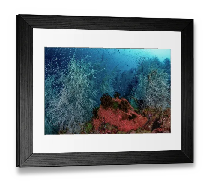 Framed Print : Black corals (Antipatharia), Orange sea fan (Alcyonacea) and several dark Feather stars (Comatulida) on coral reef, Triton Bay, West Papua, Indonesia, Pacific Ocean Framed Print : Black corals (Antipatharia), Orange sea fan (Alcyonacea) and several dark Feather stars (Comatulida) on coral reef, Triton Bay, West Papua, Indonesia, Pacific Ocean