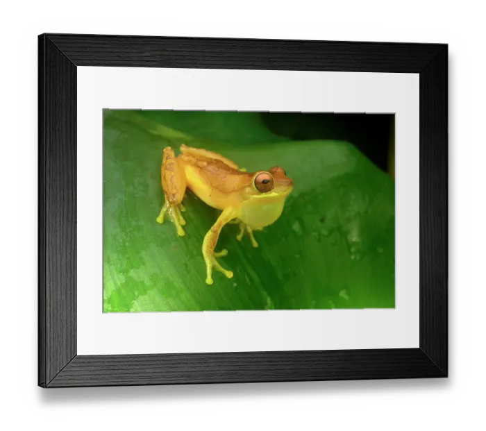 Framed Print : Hourglass tree frog (Dendropsophus ebraccatus) resting on leaf, calling, Piedras Blancas National Park, near Osa Peninsula, Costa Rica Framed Print : Hourglass tree frog (Dendropsophus ebraccatus) resting on leaf, calling, Piedras Blancas National Park, near Osa Peninsula, Costa Rica
