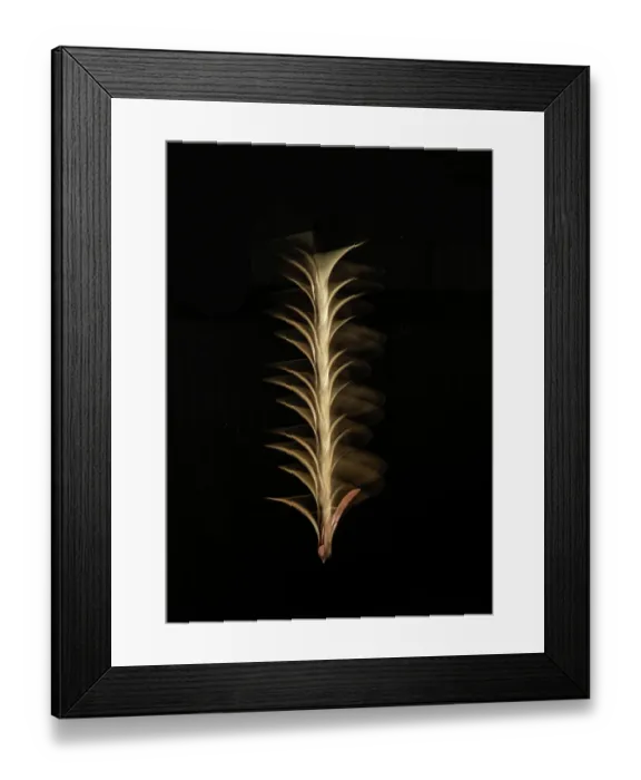 Framed Print : Dipterocarp seed (Shorea sp.) spiralling downwards. Controlled flash + LED lighting Framed Print : Dipterocarp seed (Shorea sp.) spiralling downwards. Controlled flash + LED lighting