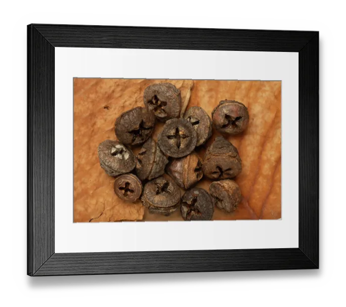 Framed Print : Southern blue gum (Eucalyptus globulus) seeds pods Framed Print : Southern blue gum (Eucalyptus globulus) seeds pods