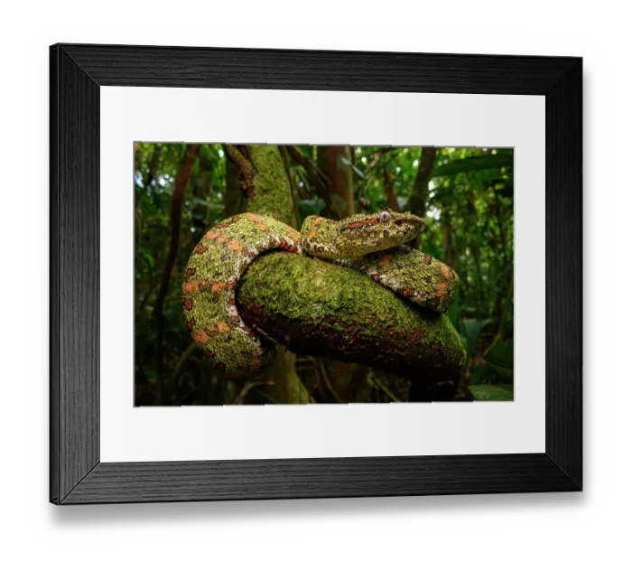 Framed Print : Eyelash pit viper (Bothriechis schlegelii) green form, resting on mossy branch in rainforest, Boca Tapada region, Costa Rica Framed Print : Eyelash pit viper (Bothriechis schlegelii) green form, resting on mossy branch in rainforest, Boca Tapada region, Costa Rica