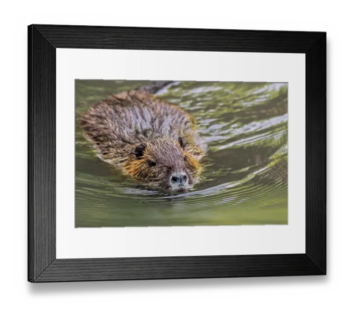 Framed Print : Coypu Myocastor coypus) swimming in pond, invasive rodent in Europe, native to South America, La Brenne, Indre, France. June