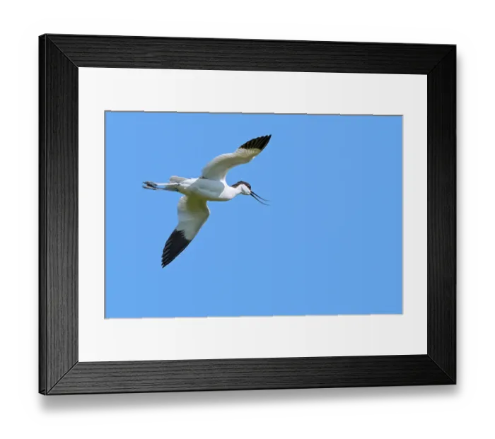 Framed Print : Pied avocet (Recurvirostra avosetta) calling, in flight against blue sky, Flanders, Belgium. June Framed Print : Pied avocet (Recurvirostra avosetta) calling, in flight against blue sky, Flanders, Belgium. June
