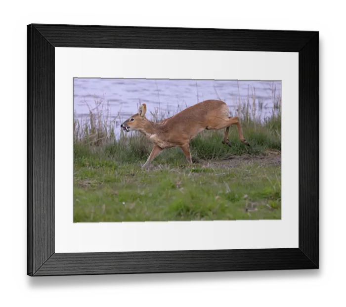 Framed Print : Chinese water deer (Hydropotes inermis) running along water's edge, Cley, Norfolk, England, UK. April Framed Print : Chinese water deer (Hydropotes inermis) running along water's edge, Cley, Norfolk, England, UK. April