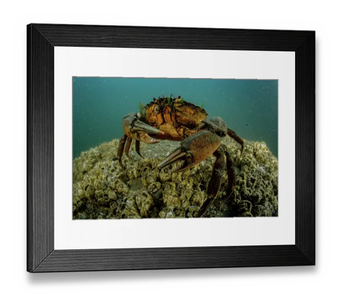 Framed Print : European green crab (Carcinus maenas) on the seabed, Sooke, Vancouver Island, British Columbia, Canada, Pacific Ocean Framed Print : European green crab (Carcinus maenas) on the seabed, Sooke, Vancouver Island, British Columbia, Canada, Pacific Ocean