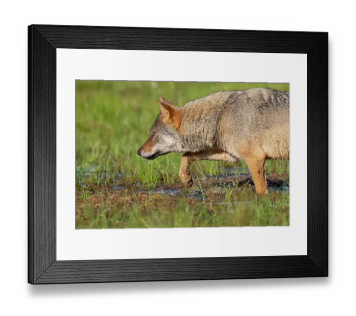 Framed Print : RF - Eurasian wolf (Canis lupus) walking through marshy ground, Kuikka camp, Kuhmo, Finland. August. (This image may be licensed either as rights managed or royalty free.) Framed Print : RF - Eurasian wolf (Canis lupus) walking through marshy ground, Kuikka camp, Kuhmo, Finland. August. (This image may be licensed either as rights managed or royalty free.)