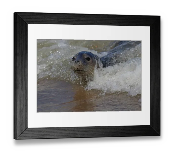Framed Print : Grey seal (Halichoerus grypus) swimming in the surf, Norfolk, England, UK, North Sea. September Framed Print : Grey seal (Halichoerus grypus) swimming in the surf, Norfolk, England, UK, North Sea. September