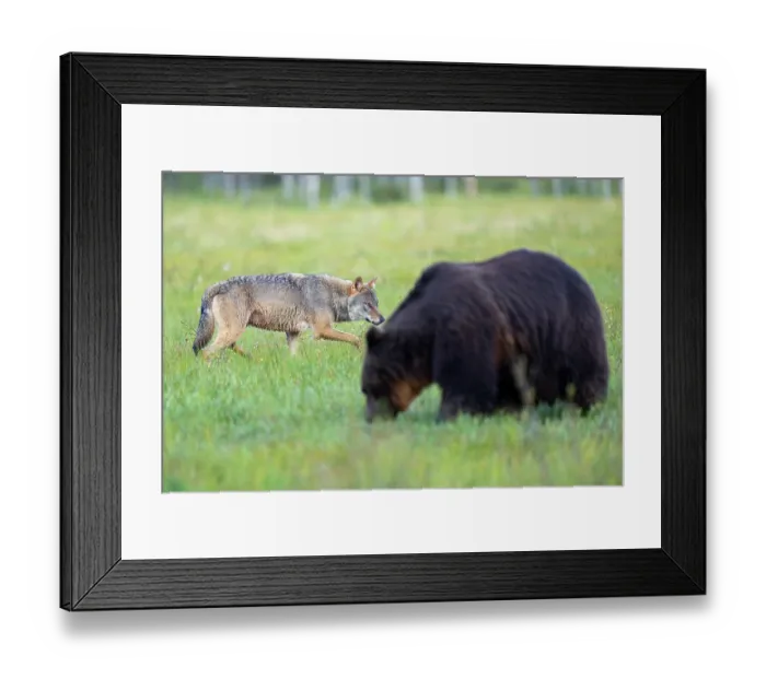 Framed Print : RF - Eurasian wolf (Canis lupus) prowling behind a foraging Eurasian brown bear (Ursus arctos) in grassland, Kuikka camp, Kuhmo, Finland. August Framed Print : RF - Eurasian wolf (Canis lupus) prowling behind a foraging Eurasian brown bear (Ursus arctos) in grassland, Kuikka camp, Kuhmo, Finland. August