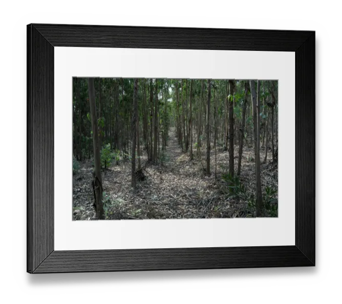 Framed Print : Southern blue gum (Eucalyptus globulus) forest, Portugal. June Framed Print : Southern blue gum (Eucalyptus globulus) forest, Portugal. June