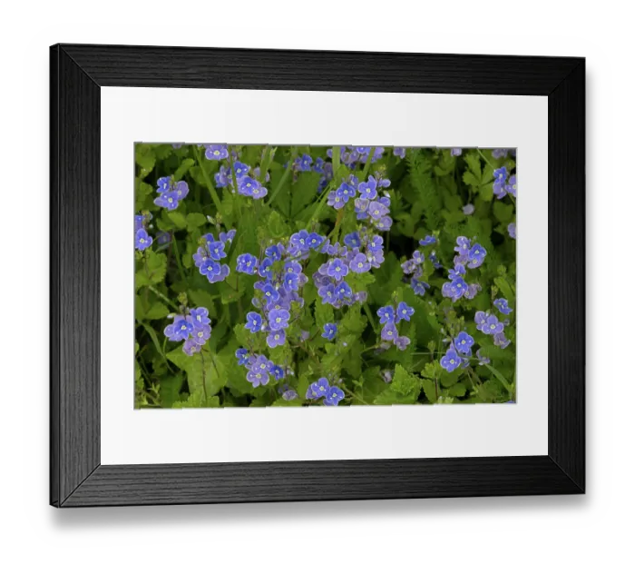 Framed Print : Germander speedwell (Veronica chamaedrys) in flower, Norfolk, England, UK. May Framed Print : Germander speedwell (Veronica chamaedrys) in flower, Norfolk, England, UK. May