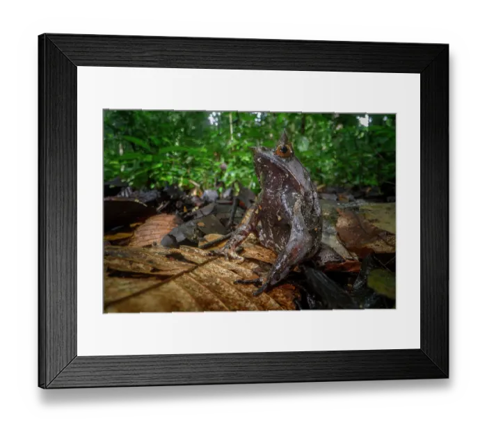 Framed Print : Bornean horned frog (Megophrys nasuta) male, resting in leaf litter on rainforest floor, Danum Valley, Sabah, Borneo Framed Print : Bornean horned frog (Megophrys nasuta) male, resting in leaf litter on rainforest floor, Danum Valley, Sabah, Borneo