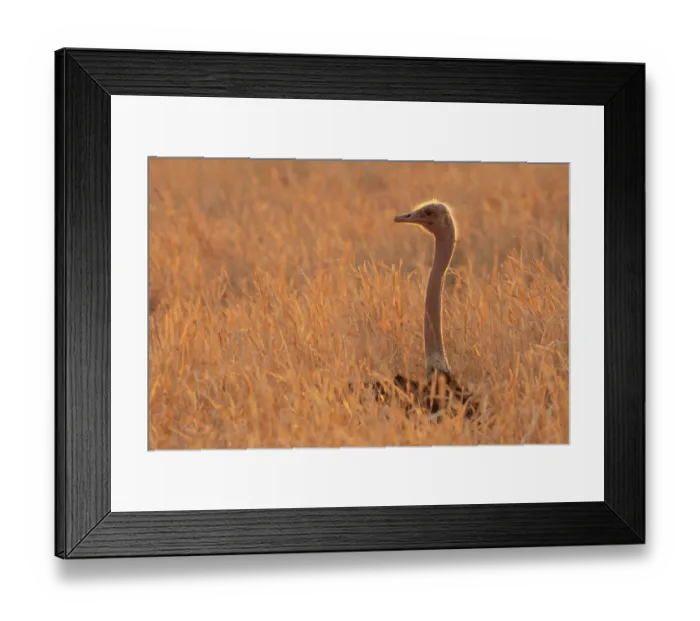 Framed Print : Masai ostrich (Struthio camelus massaicus) female, sitting on nest in long grass, incubating eggs, Tarangire National Park, Tanzania Framed Print : Masai ostrich (Struthio camelus massaicus) female, sitting on nest in long grass, incubating eggs, Tarangire National Park, Tanzania