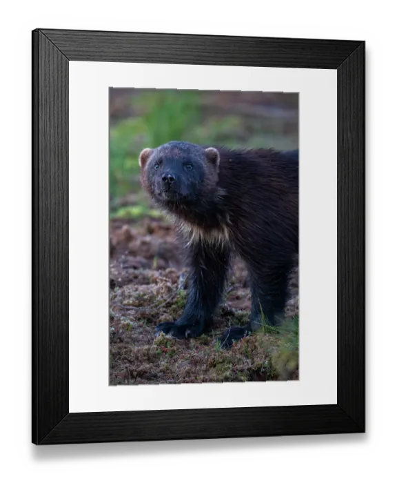 Framed Print : RF - Wolverine (Gulo gulo) portrait, Kuikka camp, Kuhmo, Finland. August. (This image may be licensed either as rights managed or royalty free.)