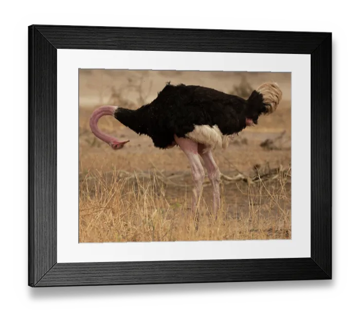 Framed Print : Masai ostrich (Struthio camelus massaicus) male, preening, Tarangire National Park, Tanzania