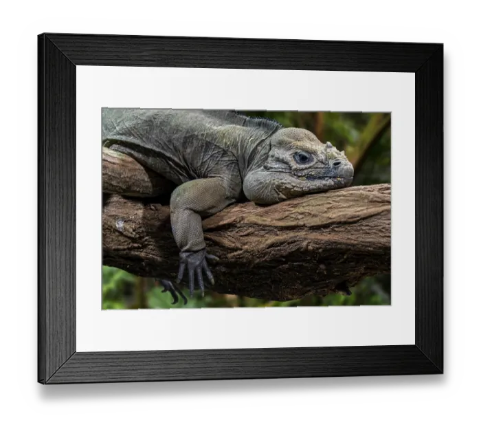 Framed Print : Rhinoceros iguana (Cyclura cornuta) resting in tree. Captive, occurs in Hispaniola. Endangered