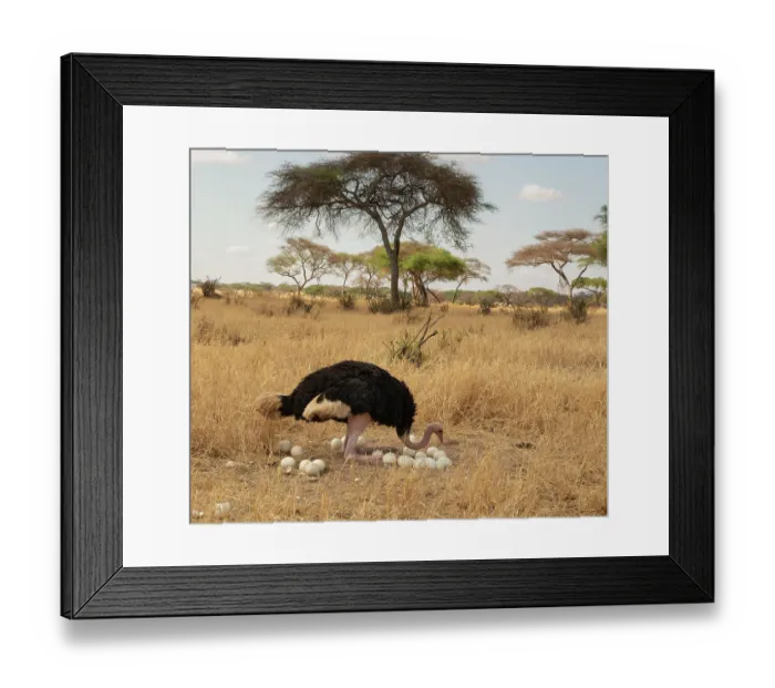 Framed Print : Masai ostrich (Struthio camels massaicus) male, turning eggs and sitting down on nest, Tarangire National Park, Tanzania Framed Print : Masai ostrich (Struthio camels massaicus) male, turning eggs and sitting down on nest, Tarangire National Park, Tanzania