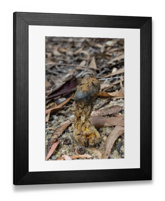 Framed Print : Earthball fungus (Pisolithus arhizus) in Eucalyptus forest, Portugal. June. Visible yellow spores used for traditional dyeing