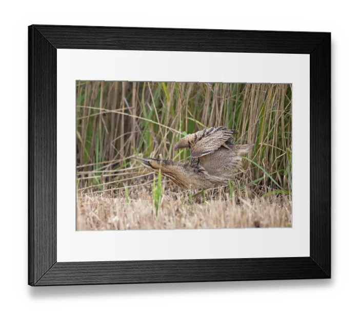 Framed Print : Bittern (Botaurus stellaris) shaking its feathers among reedbed, Suffolk, England, UK. November