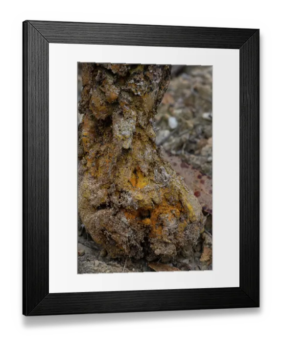 Framed Print : Earthball fungus (Pisolithus arhizus) in Eucalyptus forest, Portugal. June. Visible yellow spores used for traditional dyeing Framed Print : Earthball fungus (Pisolithus arhizus) in Eucalyptus forest, Portugal. June. Visible yellow spores used for traditional dyeing