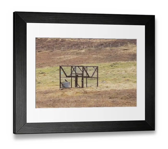 Framed Print : Carrion crow (Corvus corone) caught inside a Larson trap on moorland, Scottish Highlands, Scotland, UK. April Framed Print : Carrion crow (Corvus corone) caught inside a Larson trap on moorland, Scottish Highlands, Scotland, UK. April