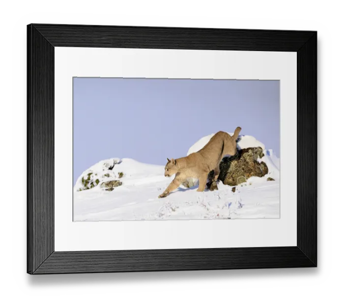 Framed Print : Puma (Puma concolor) female, climbing down from look out rock in deep snow, Torres del Paine National Park, Patagonia, Chile Framed Print : Puma (Puma concolor) female, climbing down from look out rock in deep snow, Torres del Paine National Park, Patagonia, Chile