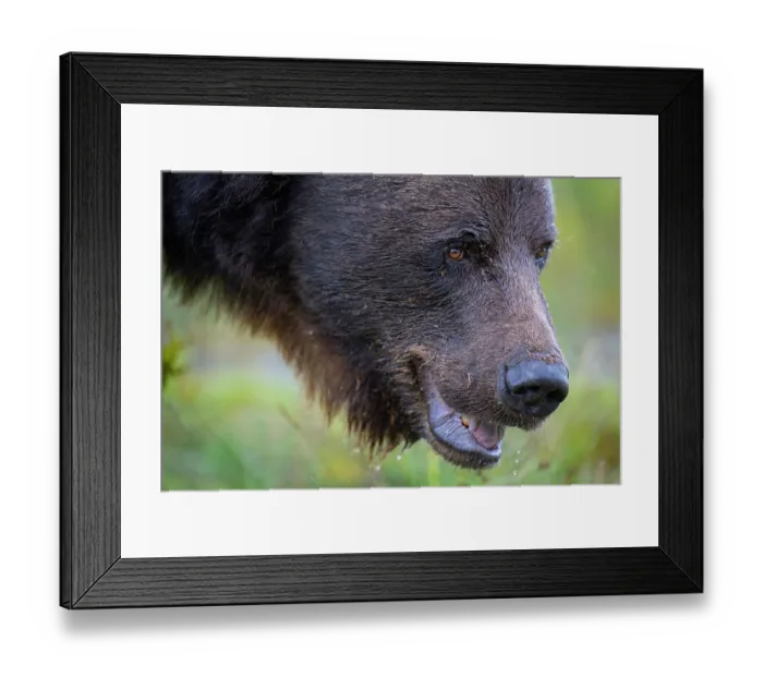 Framed Print : RF - Eurasian brown bear (Ursus arctos) head portrait, Kuikka camp, Kuhmo, Finland. August. (This image may be licensed either as rights managed or royalty free.) Framed Print : RF - Eurasian brown bear (Ursus arctos) head portrait, Kuikka camp, Kuhmo, Finland. August. (This image may be licensed either as rights managed or royalty free.)