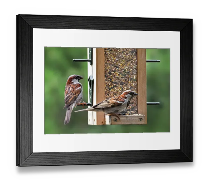 Framed Print : Two House sparrows (Passer domesticus) male, perched on garden bird feeder, Flanders, Belgium. July Framed Print : Two House sparrows (Passer domesticus) male, perched on garden bird feeder, Flanders, Belgium. July