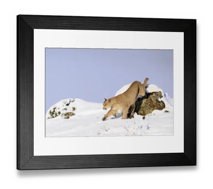 Framed Print : Puma (Puma concolor) female, climbing down from look out rock in deep snow, Torres del Paine National Park, Patagonia, Chile Framed Print : Puma (Puma concolor) female, climbing down from look out rock in deep snow, Torres del Paine National Park, Patagonia, Chile